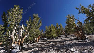 A grove of Bristlecone Pine trees under a clear blue sky. Some are over 4,000 years old.