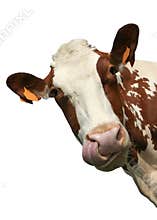 Isolated cow portrait