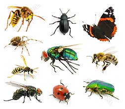 Set of insects