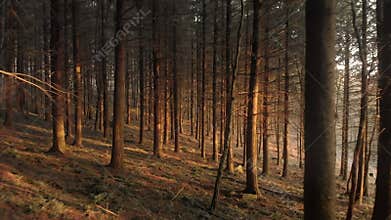 Moving through a dense forest with warm light