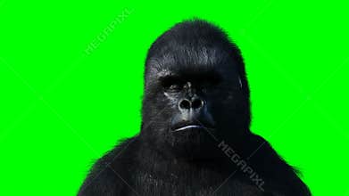 speaking gorilla. Realistic fur. Green screen animation.