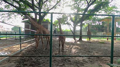 Few giraffe walking inside cage in Dhaka, Bangladesh