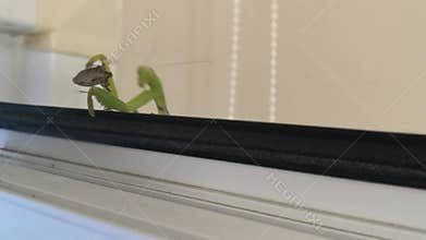 Praying mantis attacks brown marmorated stink bug on window