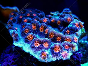 Chalice LPS Coral - Echinophyllia aspera
