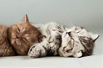 Kitten