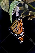 Emerging Monarch
