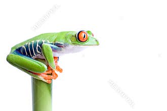 Frog on bamboo