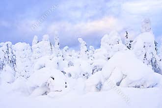 Daytime picture of the  frozen forest in Siberia