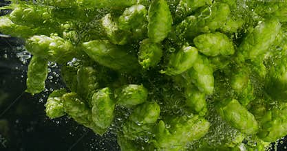 Green Hops Falling Into Water
