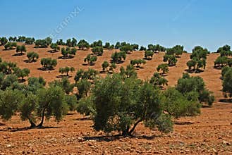 Olive grove, Near Bornos, Andalusia, Spain.