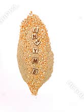 ENZYME in Poultry Feed, digestibility, phytase, NSP, Brochures, Flyer, poster images designs ideas