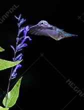 Anna`s Hummingbird Feeding at Purple Salvia
