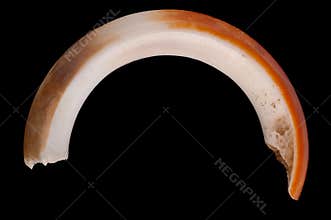A long and rounded incisor belonging to the beaver Castor fiber