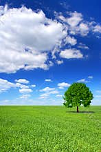 Spring landscape, green tree