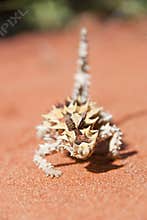 Thorny Devil Lizard maing a bow towards camera