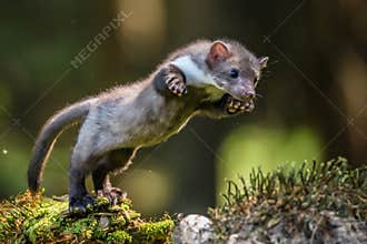 Stone marten, Martes foina, with clear green background. Beech marten, detail portrait of forest animal.