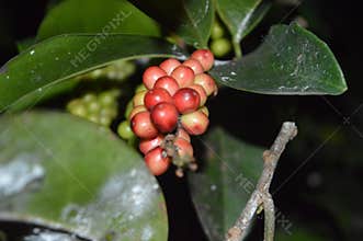 Buni fruit on the night