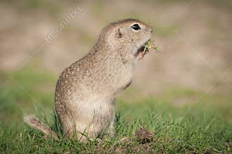 European ground squirrel