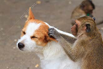 Monkeys checking for fleas and ticks