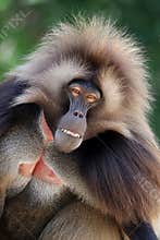 Male gelada, Theropithecus gelada, hairy primate