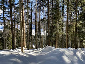 Picturesque canopies of alpine trees in a typical winter atmosphere after heavy snowfall in the Swiss Alps, Schwägalp pass