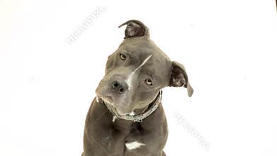 Hungry Attentive Drooling Pit Bull Terrier Dog