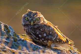 Owl in the natural habitat, Danube Delta (Athene noctua)