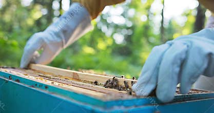 A beekeeper spends time at the hives on the apiary, carefully placing slowly inside a wooden frame occupied by a swarm
