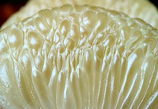 Close-up Juice Vesicle of Peeled Pomelo Fruit Segment
