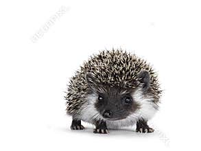 Hedgehog baby on white background