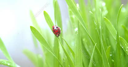 Bright red ladybug on blade of green grass covered in dew drops