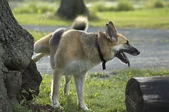 Dog urinating