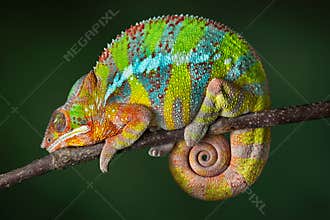Sleeping Chameleon