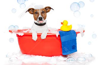 Dog taking a bath