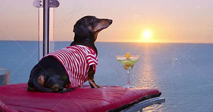 Funny dachshund dog lies on lounge chair and admires beautiful seascape at dawn or sunset. Pet is chilling and drinking