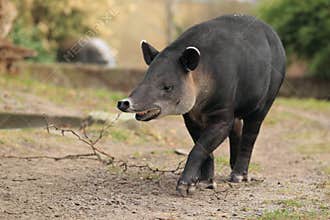 Baird's tapir