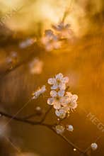 Spring rain at sunset, blooming tree