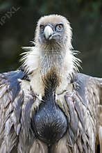 Griffon vulture Gyps fulvus