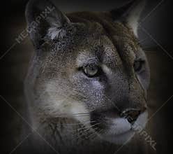 Cougar Close-up