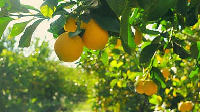 Citrus lemon juice tree branch fresh yellow garden green