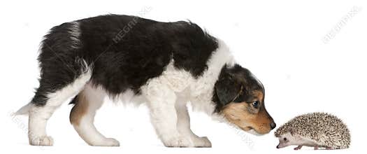 Border Collie puppy, 6 weeks old, playing
