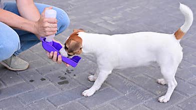 The dog drinks from a portable pet water bottle while walking with the owner
