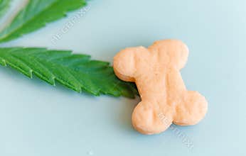 Pet food containing CBD cannabis close-up, blue background, the place for text. Pet food advertising concept