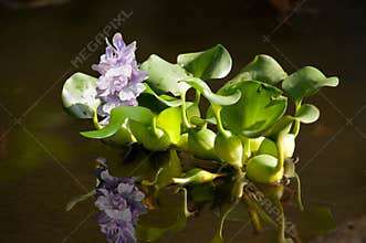 Floating water hyacinth