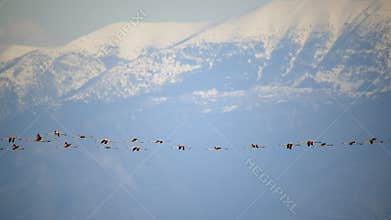 Flamingo Birds Herd Flying and Migrating in Snowy Mountains