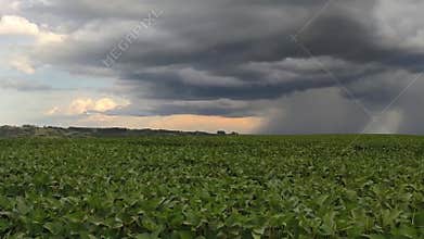 Agriculture fields in the pampa biome in the state of Rio Grande do Sul in Brazil