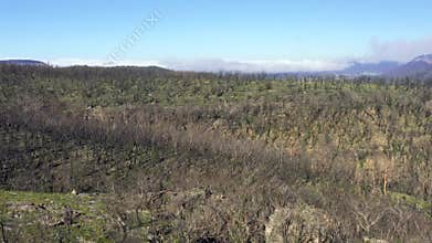 Aerial footage flying through trees of forest regeneration after bushfires in regional Australia