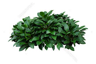 Green leaves hosta plant bush, lush foliage tropic garden plant isolated on white background with clipping path