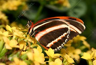 Dryadula phaetusa Butterfly