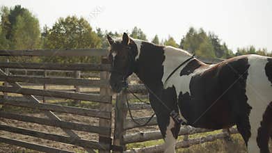 A colorful, beautiful horse is tied to the fence and waving its tail, driving away flies